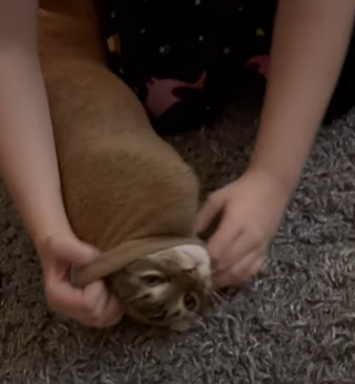HelpingaStuckCat.png