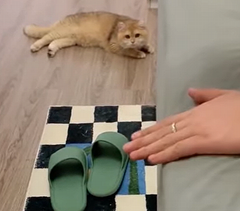 HesAFunnyCat.png