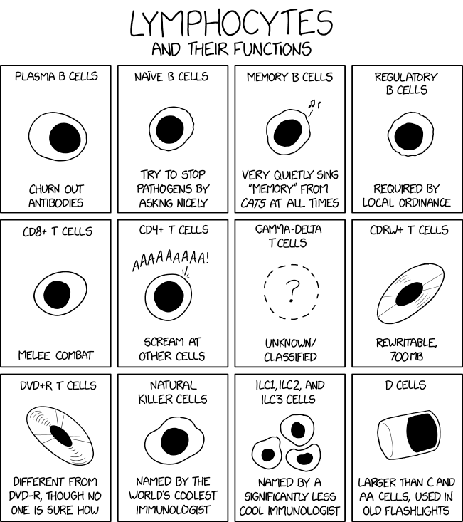 lymphocytes.png