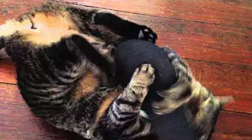 Francine_the_cat_VS_flip_flops.png