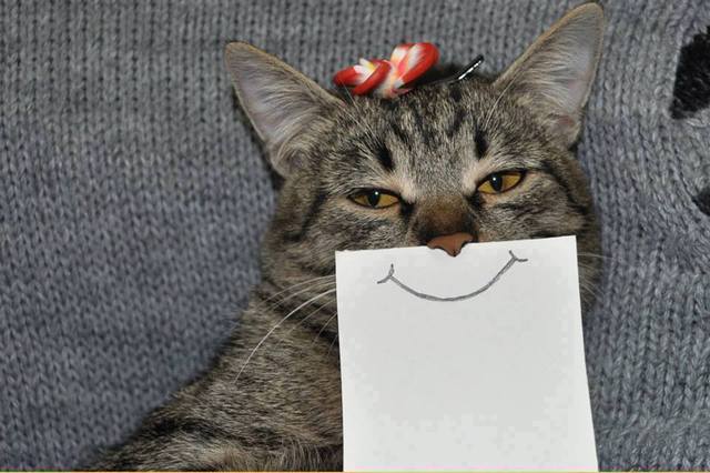 paper_cat01.jpg