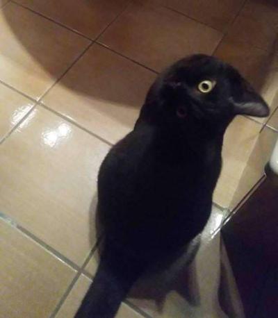 cat_like_crow.jpg