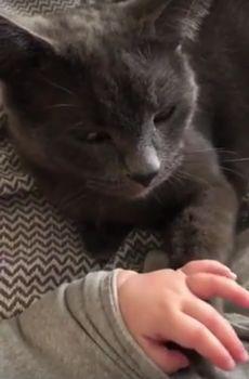 baby_and_cat_hold_hand.jpg