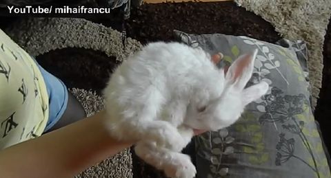 baby_bunny.jpg