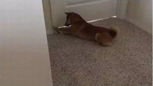 banana_shiba_inu.png