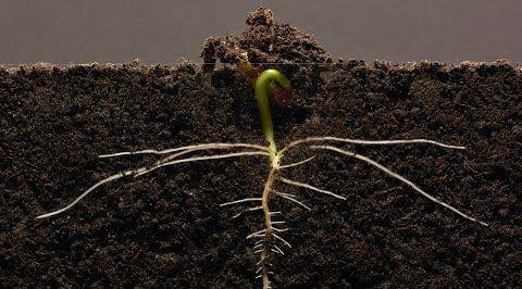 bean_timelapse.jpg