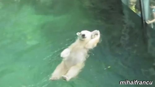 bears_acting_like_human.jpg