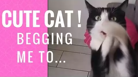 begging_cat.png