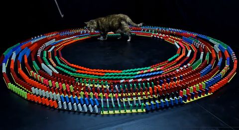 best_cat_toy.jpg