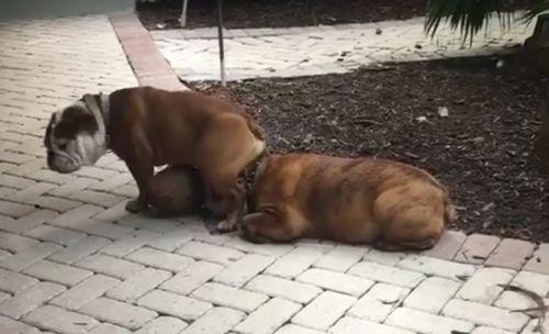 bulldog_sits_on_other_bulldog.jpg