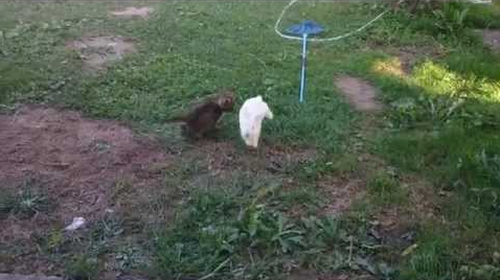 bunny_and_kitty.png