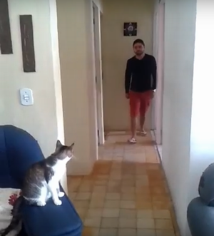 cat_and_man_highfive.png