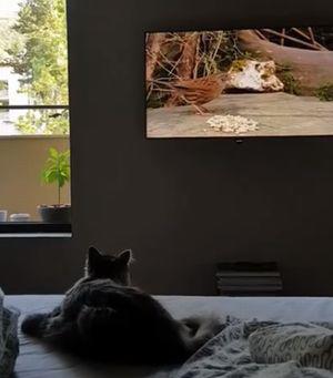 cat_big_fail.jpg