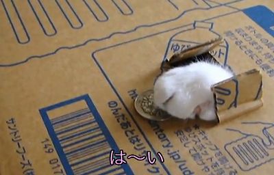 cat_coin_bank.jpg