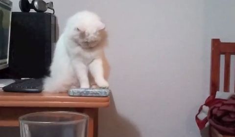 cat_falls_off_things.jpg