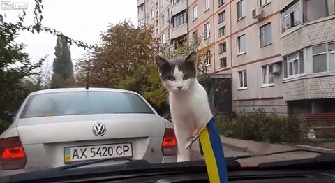 cat_gets_a_little_jump.jpg