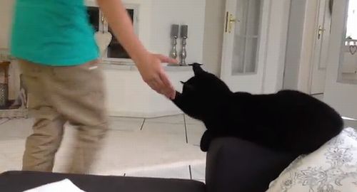 cat_gives_five.jpg