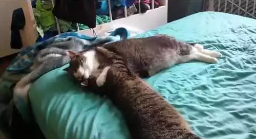 cat_grooming.png