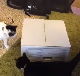 cat_in_the_box.jpg