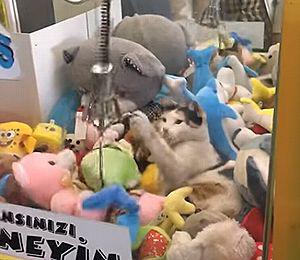 cat_in_the_claw.jpg
