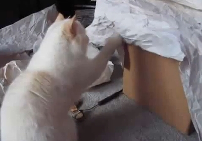 cat_loves_touch.jpg