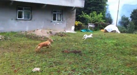 cat_outsmarted_dog.jpg
