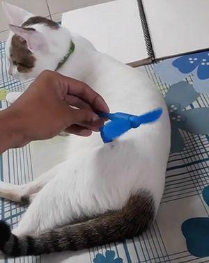 cat_pawered_fan.jpg