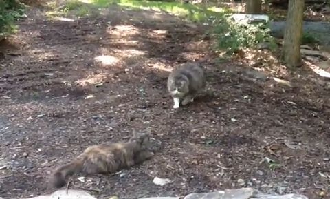 cat_pick_up_fail.jpg