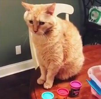 cat_pushes_everything_off_table.jpg