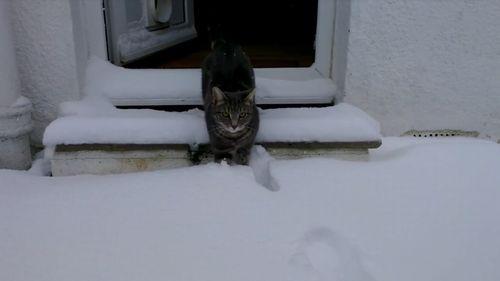 cat_snow_first_time.jpg
