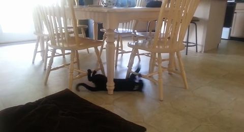 cat_under_a_table.jpg