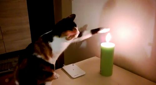 cat_vs_candle.jpg