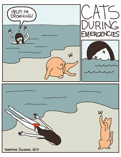 cat_vs_human_top.jpg