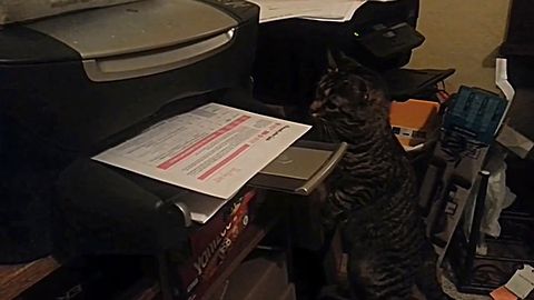 cat_vs_printing_paper.jpg