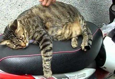 cat_wont_move.jpg
