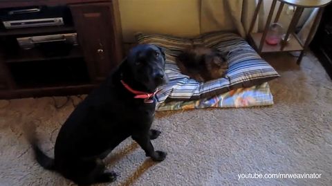 cats-stealing-dog-beds.jpg