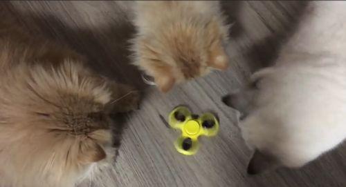 cats_and_handspinner.jpg