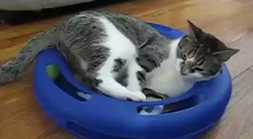 cats_and_their_toys.png