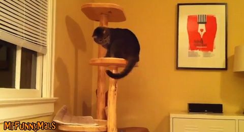 cats_chasing_tail.jpg