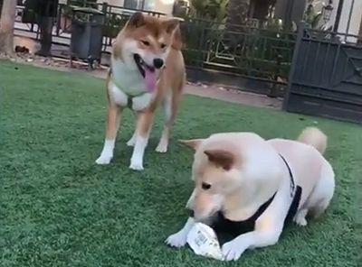 clever_shiba_inu.jpg