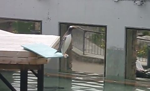 coward_penguin.jpg