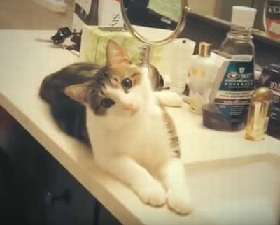 cute_kitty_gives_priceless_look.png