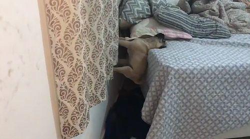 cute_pug_scales_wall.jpg