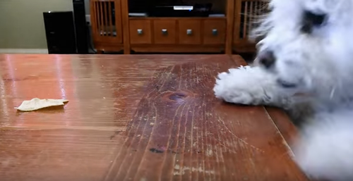 Cute_dog_Gets_Robbed.png