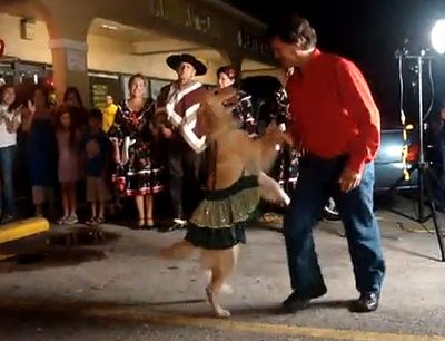 dancing_dog_night.jpg