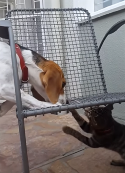 dog_cat_rat.png