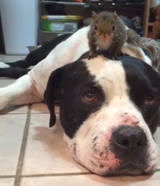 dog_cat_squirrel.png