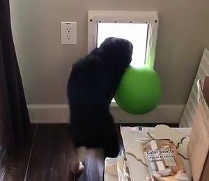 dog_fails.jpg