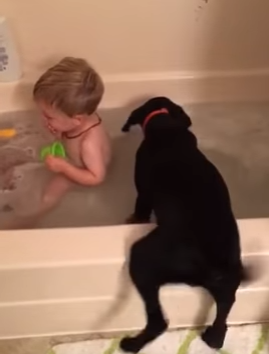 dog_jumps_in_bath.png