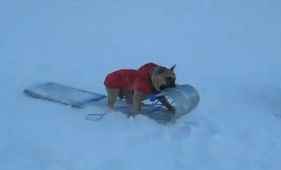 dog_sled.jpg
